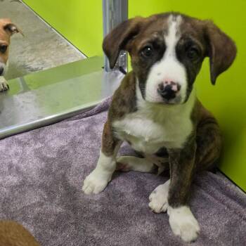 Claude -  Mountain Cur Dog for Adoption in Spokane, Washington - Claude | PetCurious