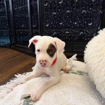 Target -  Mixed Breed Dog for Adoption in Shorewood, Illinois - Target | PetCurious