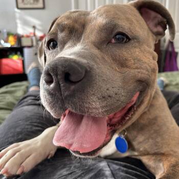 Rescue Mixed Breed Dogs for Adoption in New York, New York - Bam Bam | PetCurious