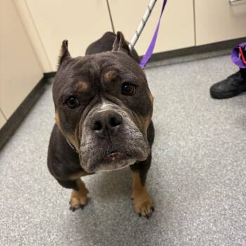 Razzberry -  American Bulldog Dog for Adoption in Batavia, Ohio - Razzberry | PetCurious