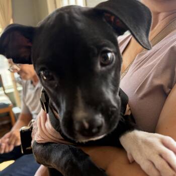 Olivia -  Pit Bull Terrier Dog for Adoption in Deming, New Mexico - Olivia | PetCurious
