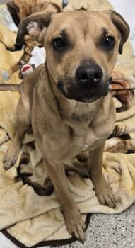 Rescue Labrador Retriever and Mixed Breed Dogs for Adoption in Saint Clairsville, Ohio - Jet | PetCurious