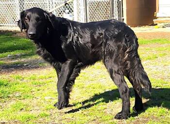 Setter and Labrador Retriever Dogs Available for Adoption - 260291  Cracker | PetCurious