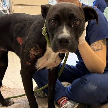 Petal -  Mixed Breed Dog for Adoption in Charleston, West Virginia - Petal | PetCurious