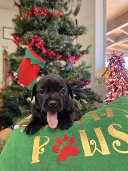 Pug and Terrier Dogs Available for Adoption - Willow | PetCurious