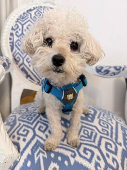 Maltipoo Dogs Available for Adoption in Toronto, Ontario - Eugene | PetCurious