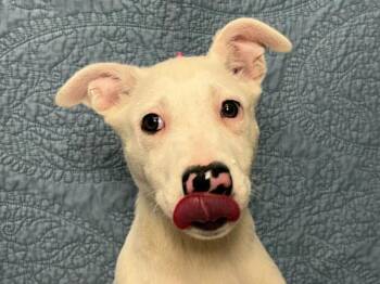 Daniel -  Border Collie and Pit Bull Terrier Dog for Adoption in Portland, Oregon - Daniel | PetCurious