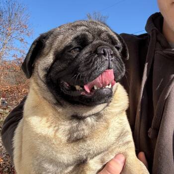 Rescue Pug Dogs for Adoption in Rochester, Minnesota - Wally | PetCurious