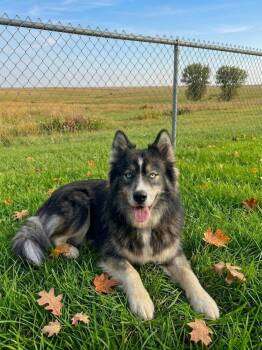 Huxley -  Siberian Husky Dog for Adoption in La Motte, Iowa - Huxley | PetCurious