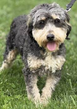 Bernese Mountain Dog and Poodle Dogs Available for Adoption in Malvern, Pennsylvania - Tootsie | PetCurious