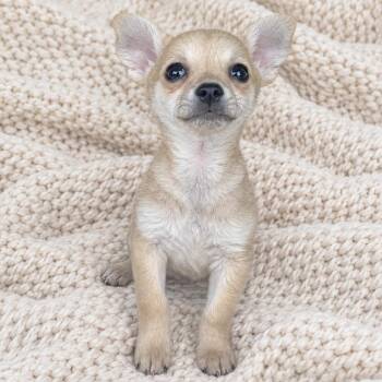 Elsa -  Chihuahua and Shih Tzu Dog for Adoption in Tucson, Arizona - Elsa | PetCurious