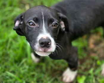 Sam -  Hound Dog for Adoption in Anniston, Alabama - Sam | PetCurious