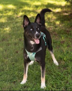 DEXTER -  Husky and Shepherd Dog for Adoption in Southaven, Mississippi - DEXTER | PetCurious