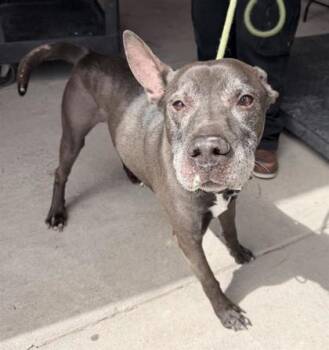 OBIE -  Pit Bull Terrier and Mixed Breed Dog Available for Adoption in El Paso, Texas - OBIE | PetCurious