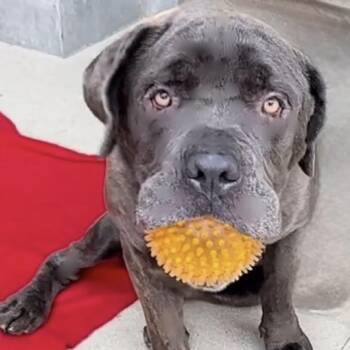 BLUE -  Mastiff Dog for Adoption - BLUE | PetCurious