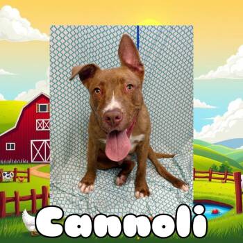 Cannoli -  Pit Bull Terrier Dog for Adoption in Royse City, Texas - Cannoli | PetCurious
