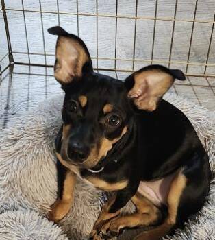 Gigi Sailor Cupcake - Local Girl -  Terrier and Miniature Pinscher Dog for Adoption in Andover, Massachusetts - Gigi Sailor Cupcake - Local Girl | PetCurious