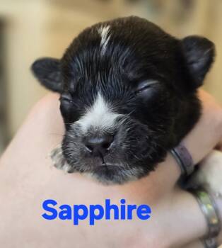 Rescue Labrador Retriever Dogs for Adoption in Dallas, Texas - Gem Stones: Sapphire | PetCurious