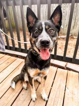 Australian Cattle Dog Blue Heeler Dogs Available for Adoption - Kora | PetCurious