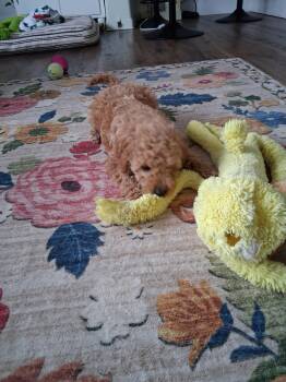 Goldendoodle Dogs Available for Adoption - Benson | PetCurious