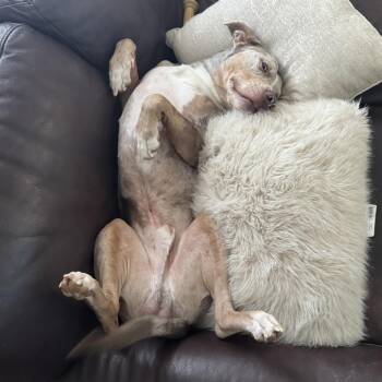Jake - Home to Home -  Pit Bull Terrier and Catahoula Leopard Dog Dog for Adoption in South Elgin, Illinois - Jake - Home To Home | PetCurious