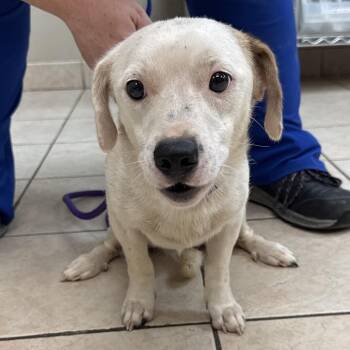 Zach Bryan -  Terrier and Hound Dog for Adoption in Birmingham, Alabama - Zach Bryan | PetCurious