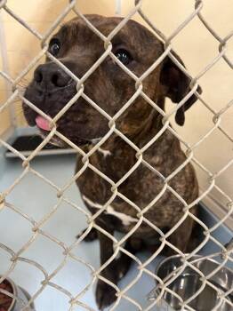 Romeo -  Mixed Breed Dog for Adoption in Cincinnati, Ohio - Romeo | PetCurious