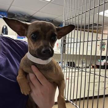 Mixed Breed Dogs Available for Adoption in Knoxville, Tennessee - Jessie | PetCurious