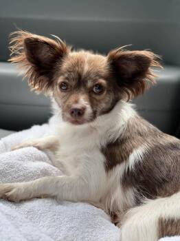 Summer-ADOPTION PENDING -  Mixed Breed Dog for Adoption in Mount Pleasant, South Carolina - Summer-ADOPTION PENDING | PetCurious