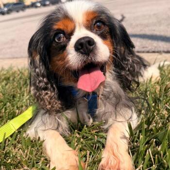 Charlie -  Cavalier King Charles Spaniel Dog for Adoption in Lee