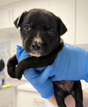 Terrier and Mixed Breed Dogs Available for Adoption - Stormy - P | PetCurious