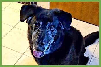 Rescue Labrador Retriever and German Shepherd Dog Dogs for Adoption in Amherst, Massachusetts - Snuffles | PetCurious