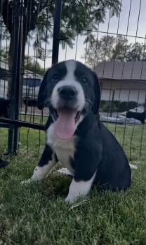 Chip -  Black Labrador Retriever and Greater Swiss Mountain Dog Dog for Adoption in Gilbert, Arizona - Chip | PetCurious
