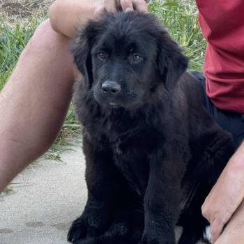Tootsie -  Bernese Mountain Dog and Great Pyrenees Dog for Adoption in St. Peters, Missouri - Tootsie | PetCurious