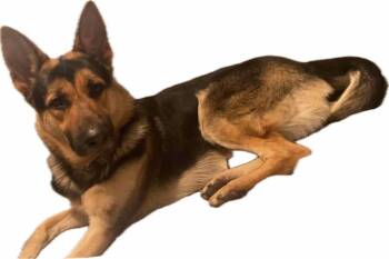 Rescue German Shorthaired Pointer Dogs for Adoption in Lincoln, Michigan - Willie | PetCurious