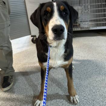 Rescue Greater Swiss Mountain Dog Dogs for Adoption in West Chester, Pennsylvania - Shrek | PetCurious