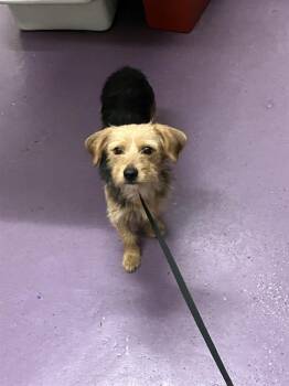 ROSALINDA -  Terrier and Mixed Breed Dog for Adoption in Long Beach, California - ROSALINDA | PetCurious