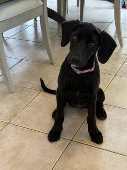 Labrador Retriever Dogs Available for Adoption in Broomfield, Colorado - Cooleye / Opal | PetCurious