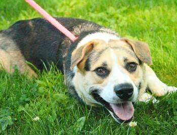 Wesson -  Shepherd and Hound Dog for Adoption - Wesson | PetCurious