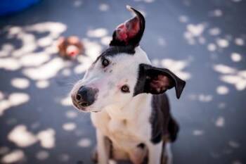 Snow White -  Pit Bull Terrier and Border Collie Dog for Adoption in Hamilton, Montana - Snow White | PetCurious