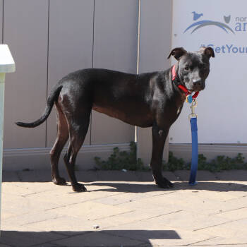 Rescue Mixed Breed Dogs for Adoption in Port Washington, New York - Bella | PetCurious