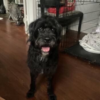Schnauzer and Poodle Dogs Available for Adoption in New Orleans, Louisiana - Lila | PetCurious