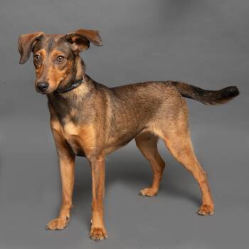 Rescue Mixed Breed Dogs for Adoption in Hailey, Idaho - Belle | PetCurious