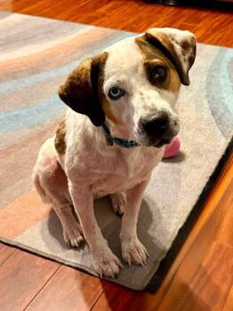Summer -  Catahoula Leopard Dog Dog for Adoption in Berlin, New Jersey - Summer | PetCurious