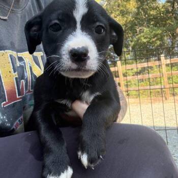 Puppy 3 -  Chihuahua Dog for Adoption in Sanford, North Carolina - Puppy 3 | PetCurious