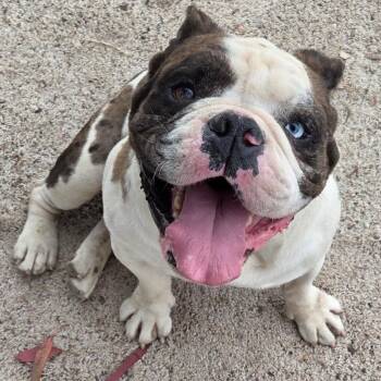 Ronnie -  English Bulldog Dog for Adoption in San Pablo, California - Ronnie | PetCurious