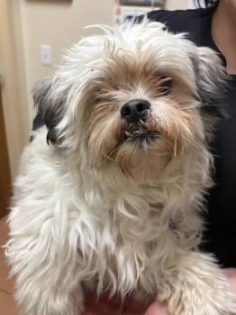 Shih Tzu Dogs Available for Adoption - Truffle | PetCurious