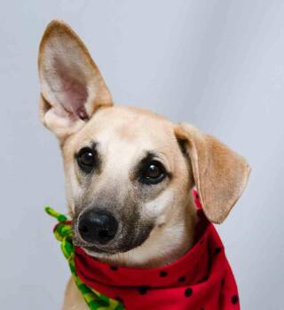 Francis -  Terrier Dog for Adoption in Sanford, Florida - Francis | PetCurious