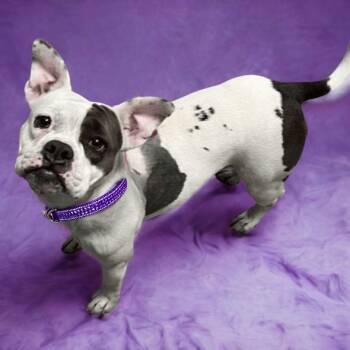Rescue English Bulldog Dogs for Adoption in Las Vegas, Nevada - Panda | PetCurious