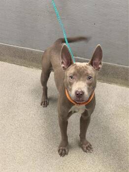 Pit Bull Terrier Dogs Available for Adoption - POPPY | PetCurious